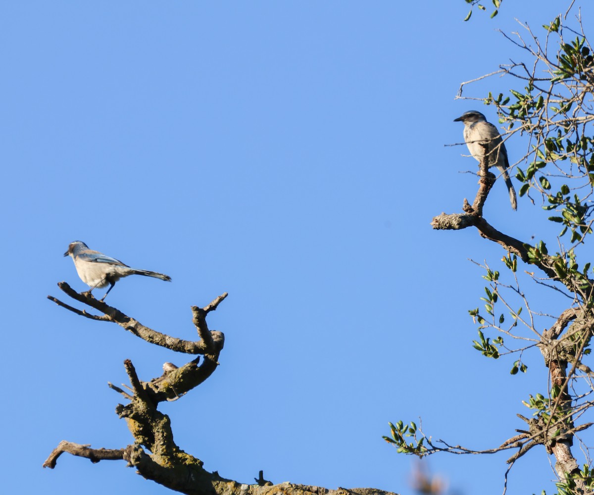 Geai buissonnier - ML646989286