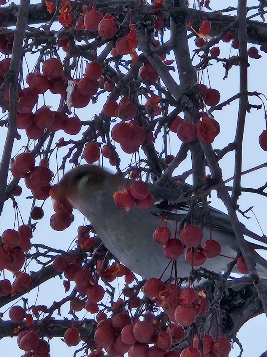 Pine Grosbeak - ML646989287