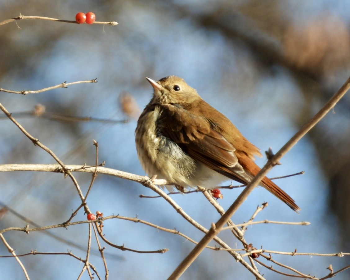 Hermit Thrush - ML646989288