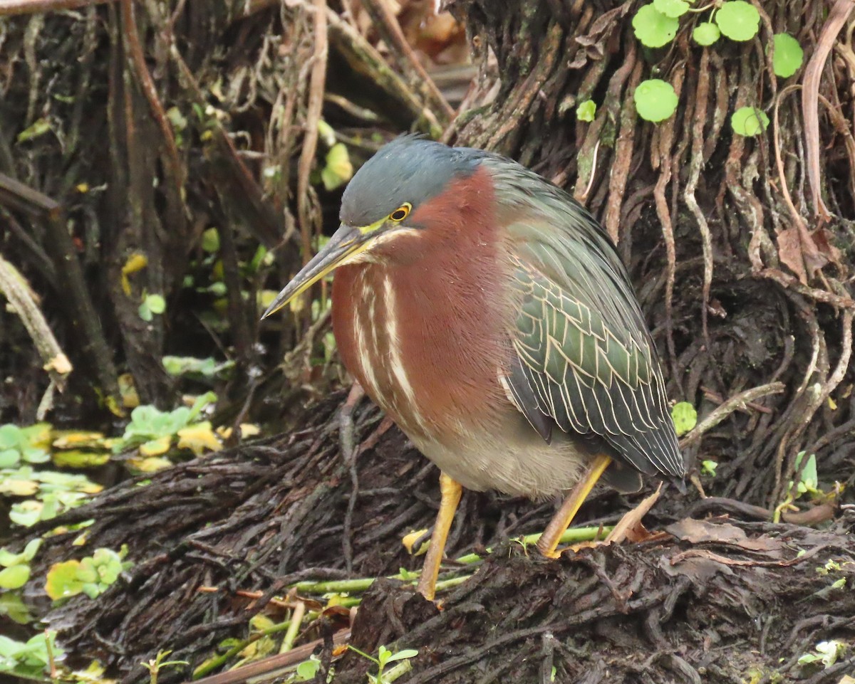 Чапля зелена - ML646989289