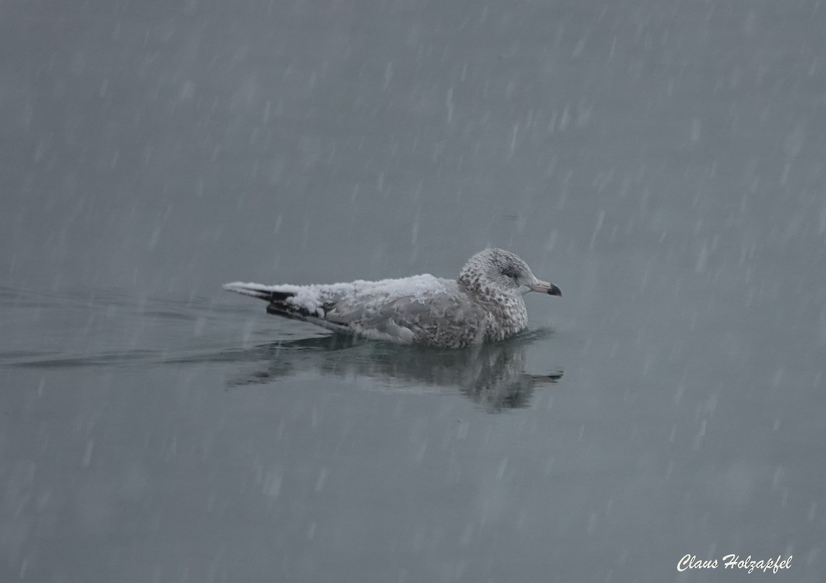 Ringschnabelmöwe - ML646989290