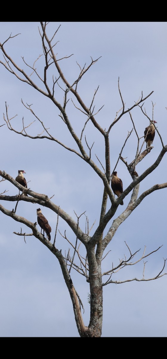 Crested Caracara - ML646989291