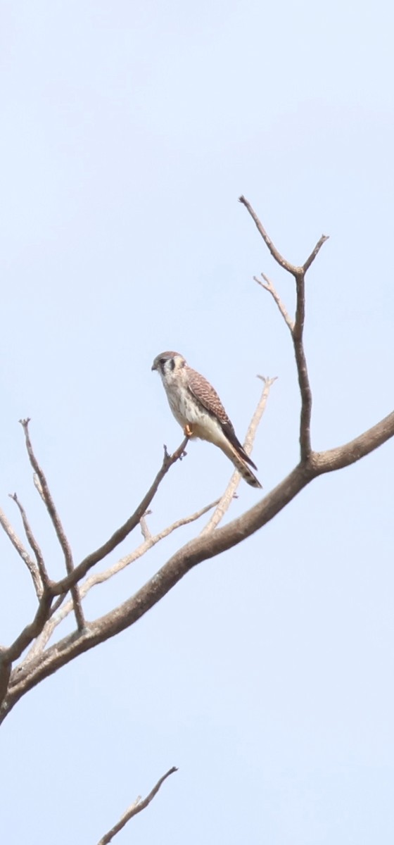 American Kestrel - ML646989293
