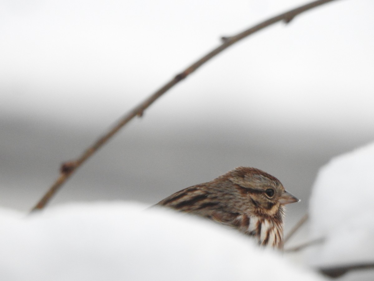 Ötücü Serçe - ML646989294