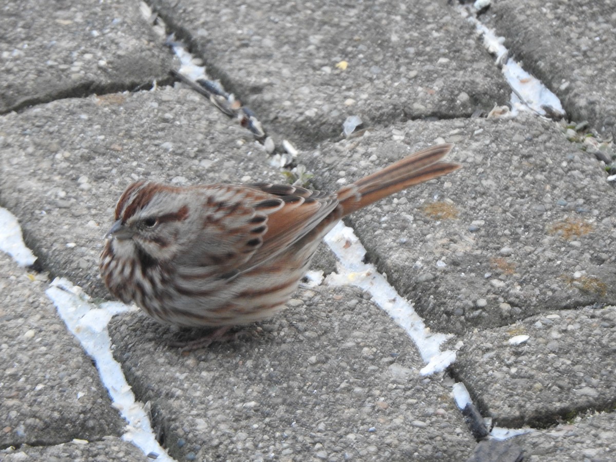 Ötücü Serçe - ML646989295