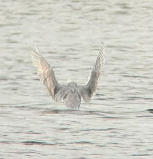 Gaviota Groenlandesa (de Kumlien) - ML646989298