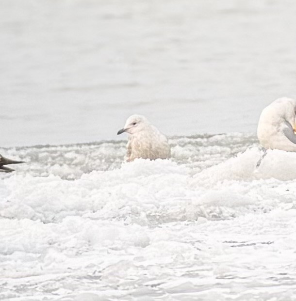 Gaviota Groenlandesa (de Kumlien) - ML646989299