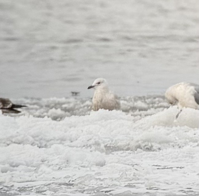 Gaviota Groenlandesa (de Kumlien) - ML646989300