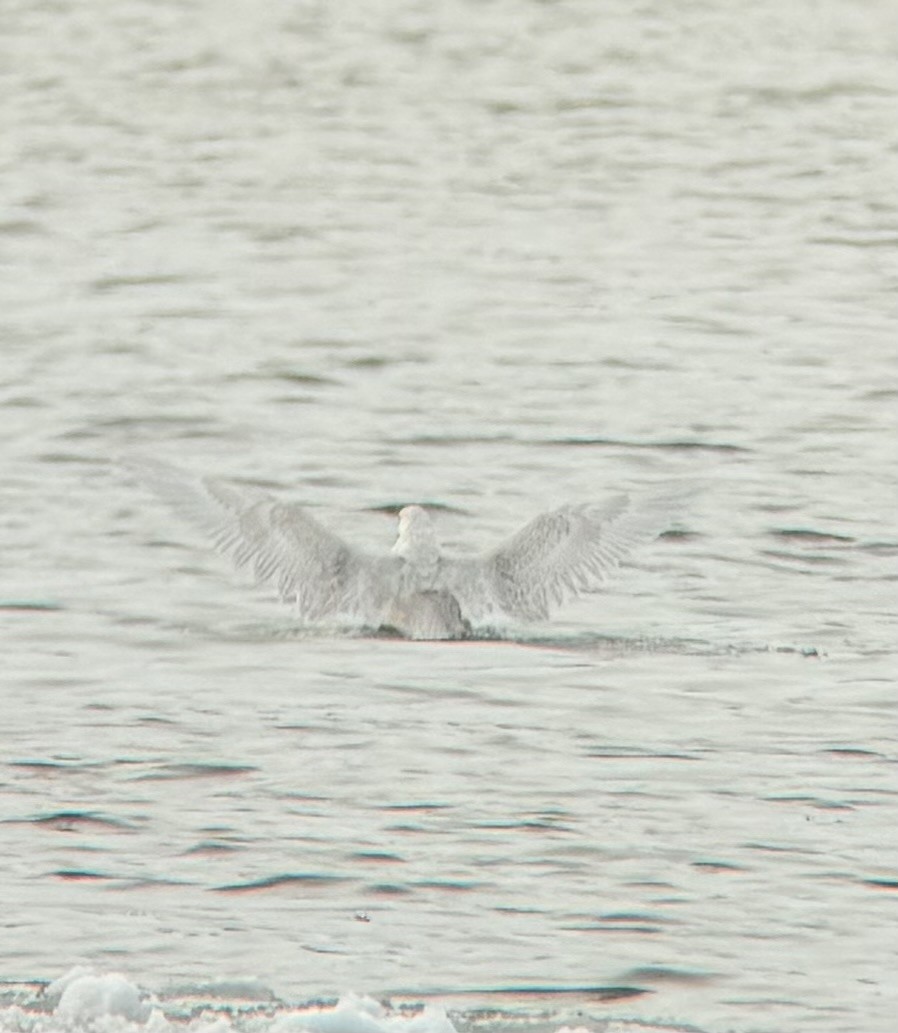Gaviota Groenlandesa (de Kumlien) - ML646989301