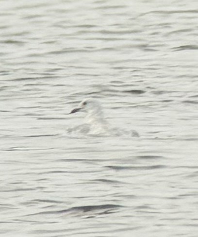 Gaviota Groenlandesa (de Kumlien) - ML646989302