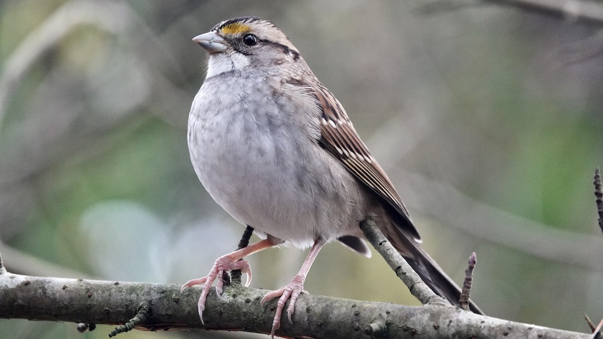 Бруант білогорлий - ML646989307