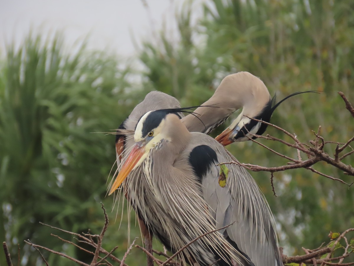 Чапля північна - ML646989309