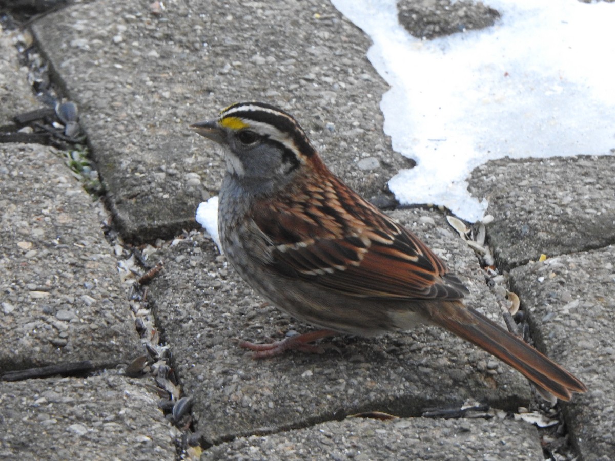 Ak Boğazlı Serçe - ML646989310