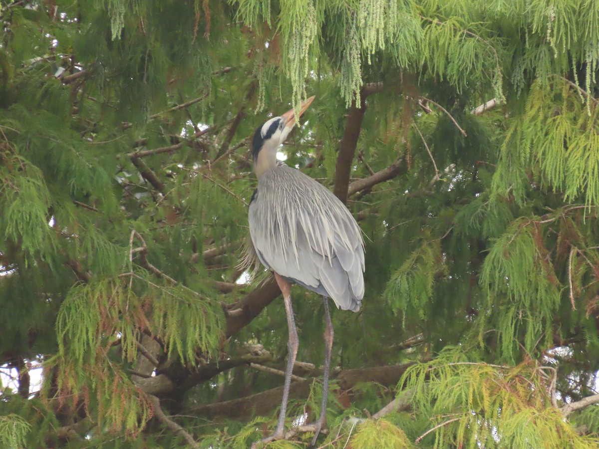 Чапля північна - ML646989311