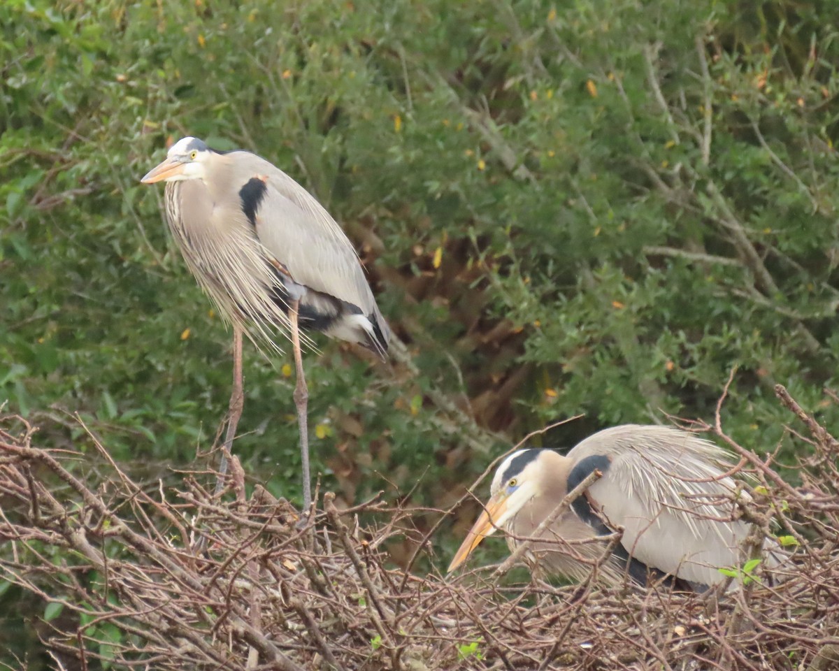 Чапля північна - ML646989312