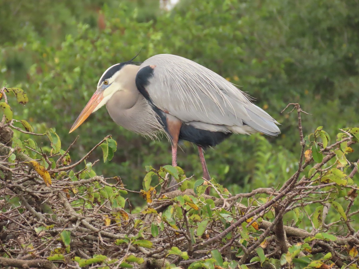 Чапля північна - ML646989313