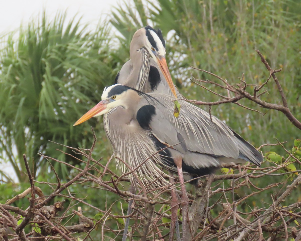 Чапля північна - ML646989314