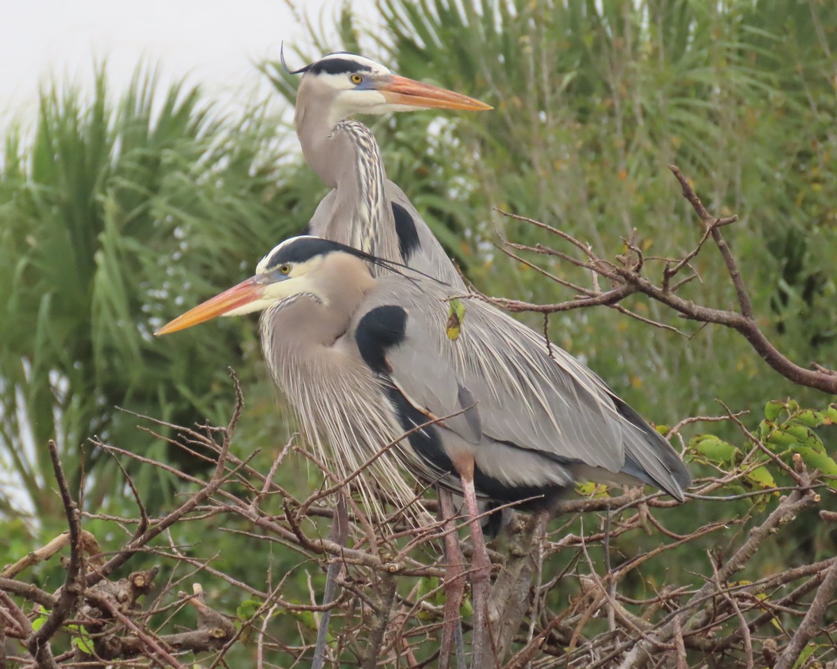 Чапля північна - ML646989315