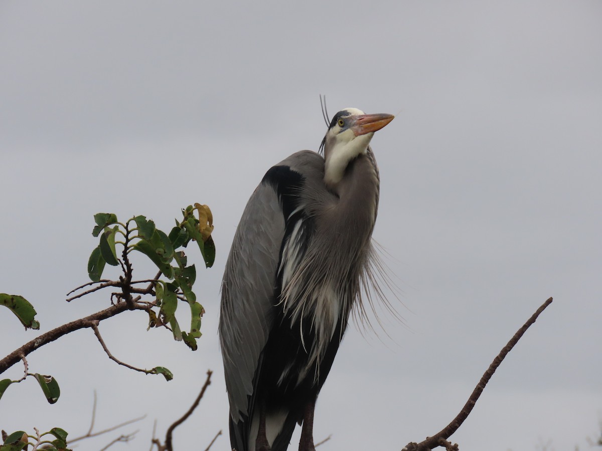 Чапля північна - ML646989324