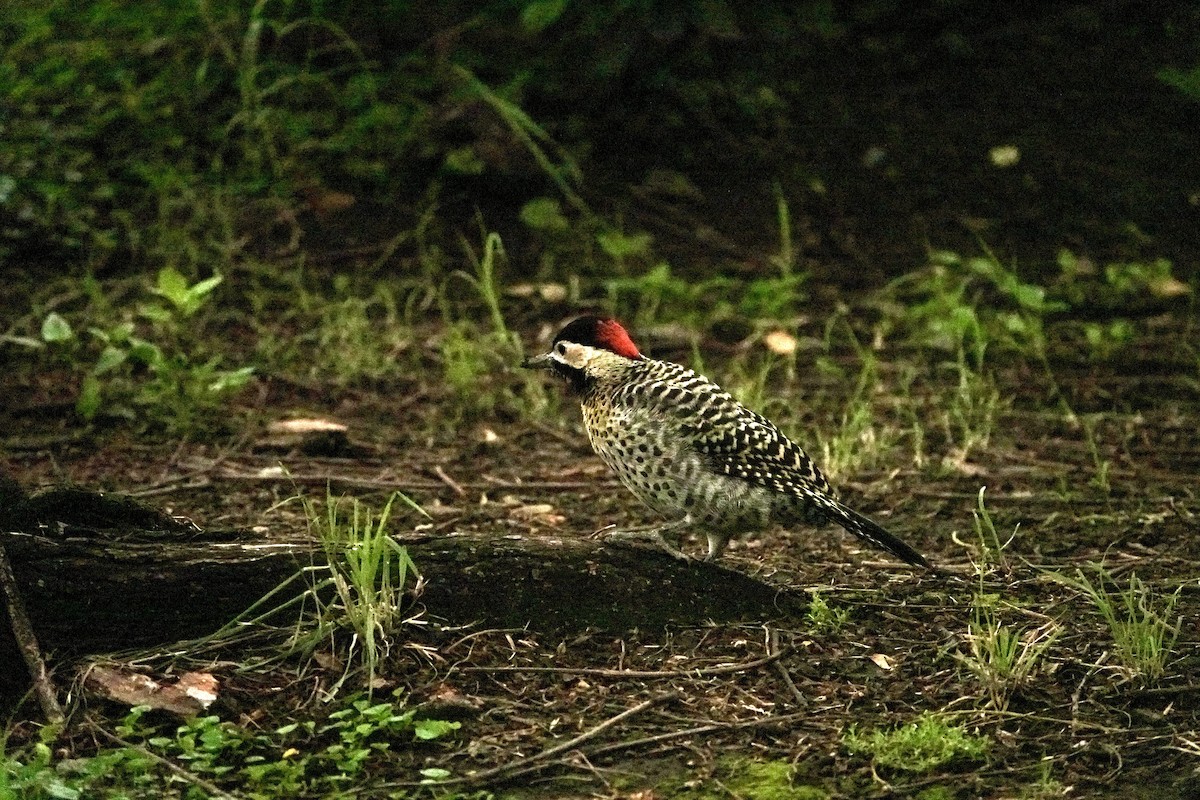 Green-barred Woodpecker - ML646989325