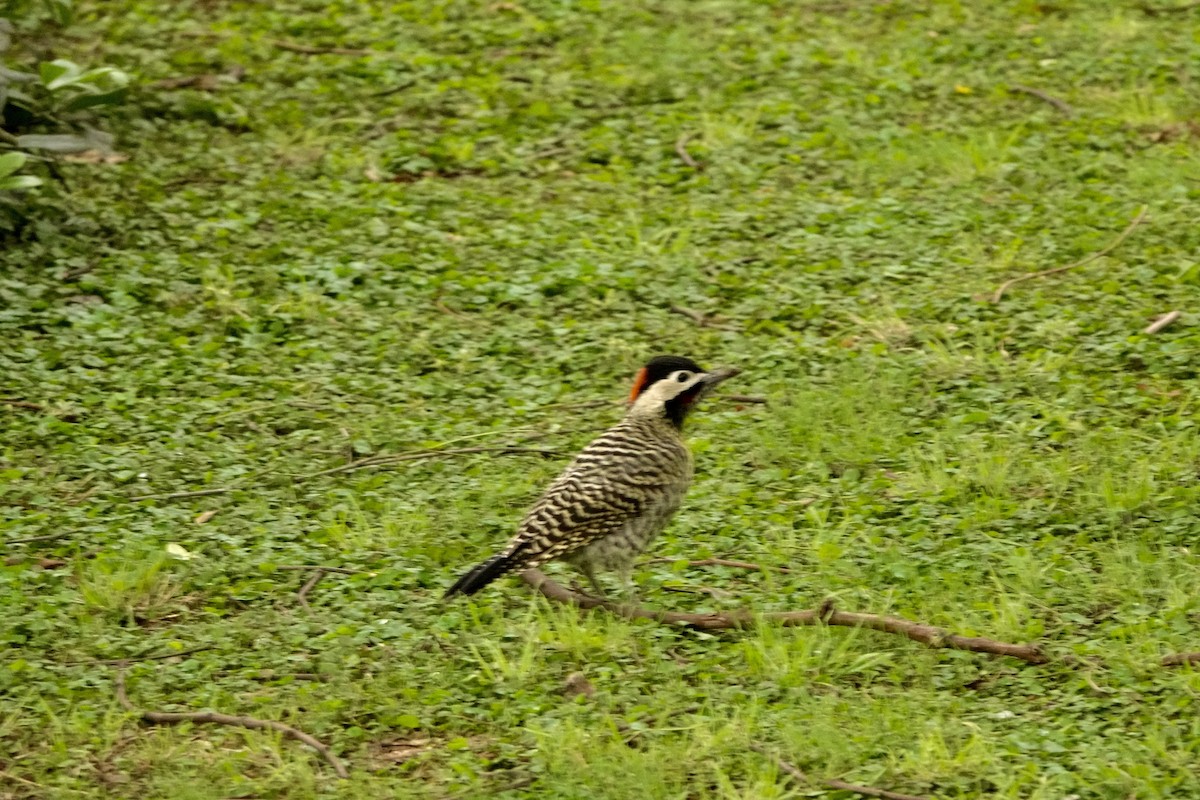 Green-barred Woodpecker - ML646989326