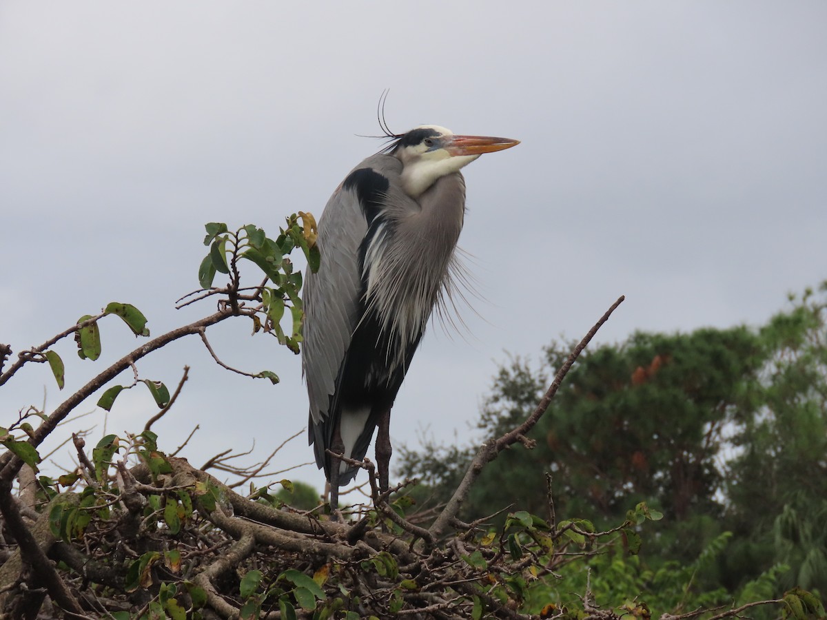 Чапля північна - ML646989327