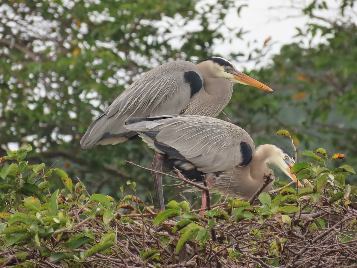Чапля північна - ML646989328