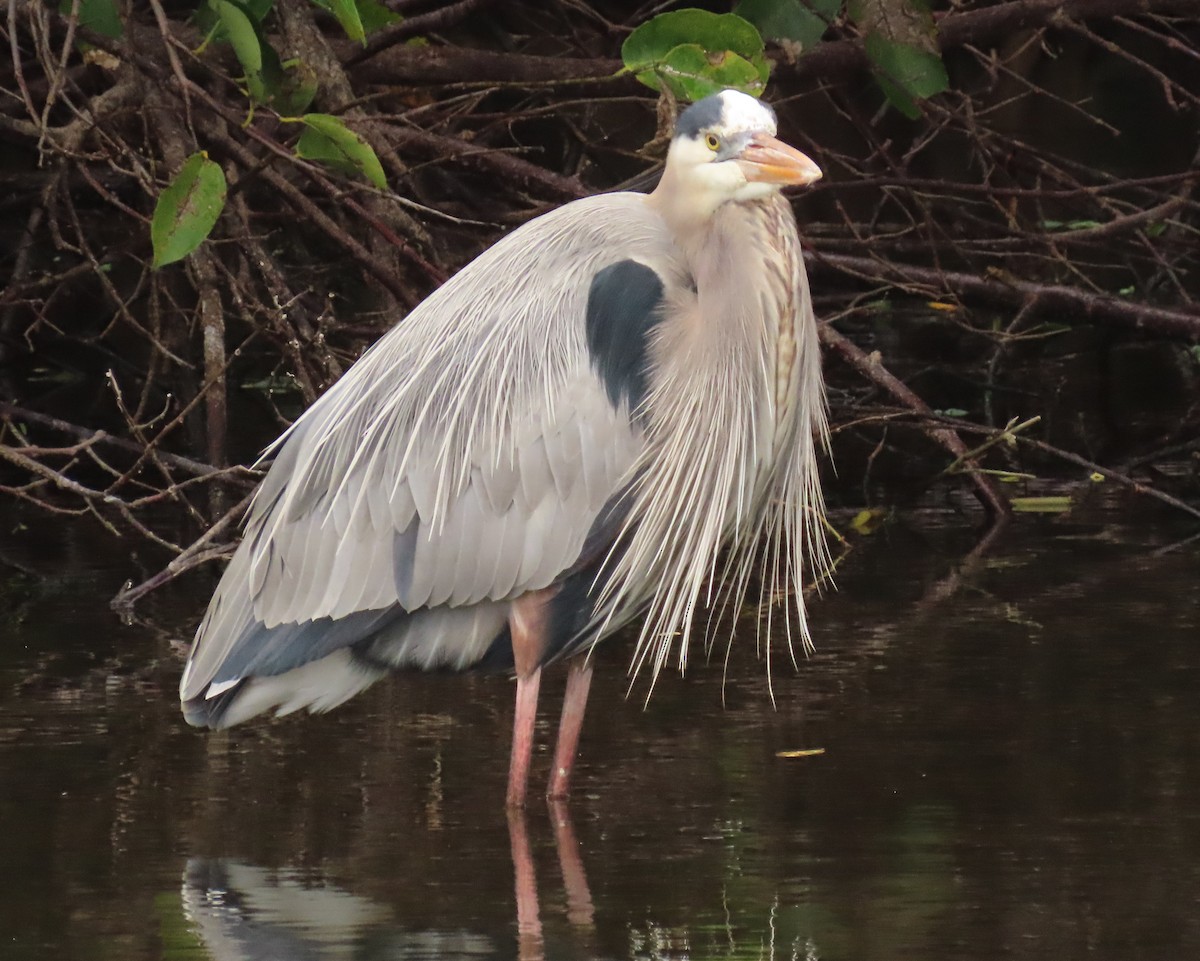 Чапля північна - ML646989329