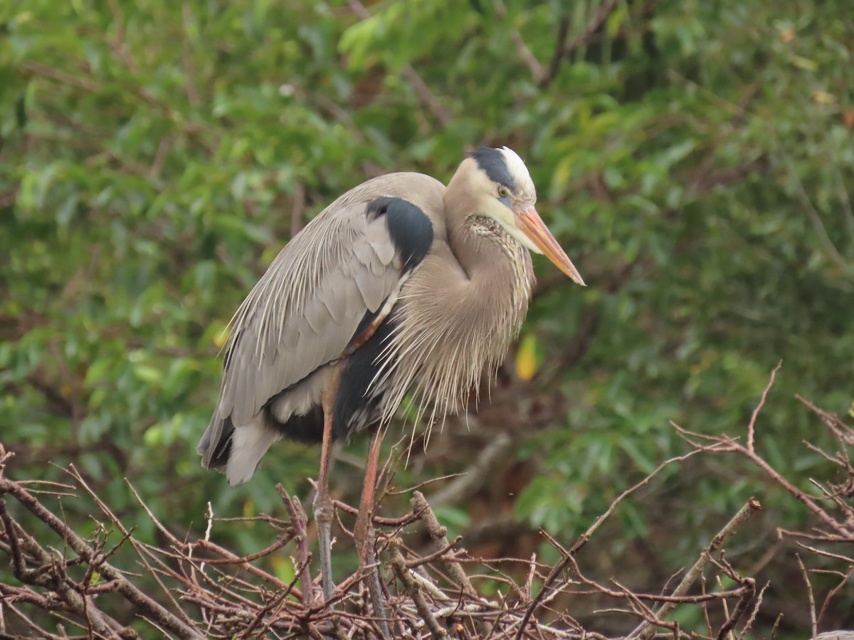 Чапля північна - ML646989330