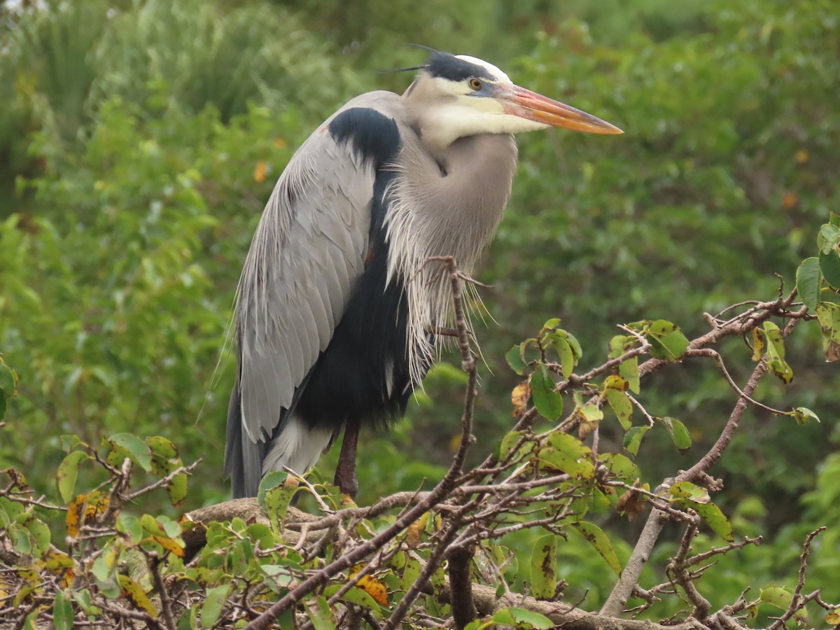 Чапля північна - ML646989331