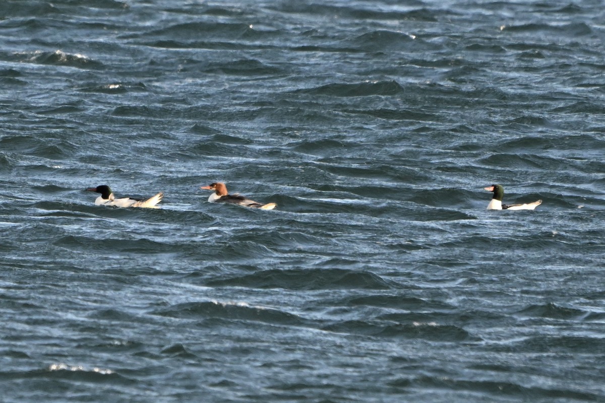 Gänsesäger - ML646989337