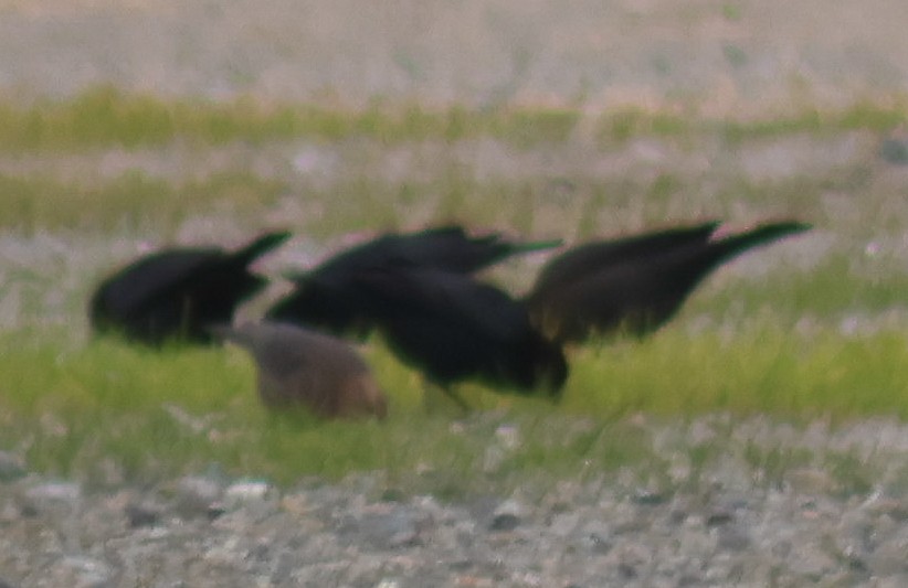 Icteridae sp. - ML646989338