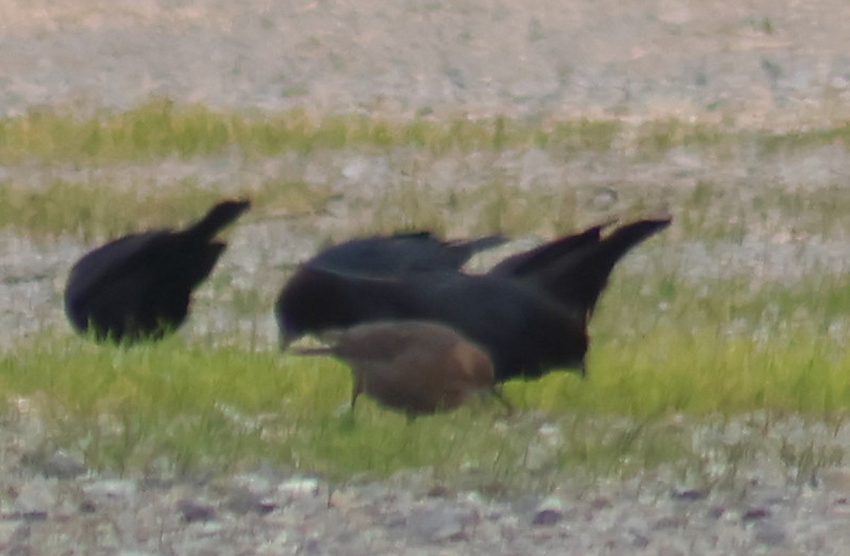 Icteridae sp. - ML646989339