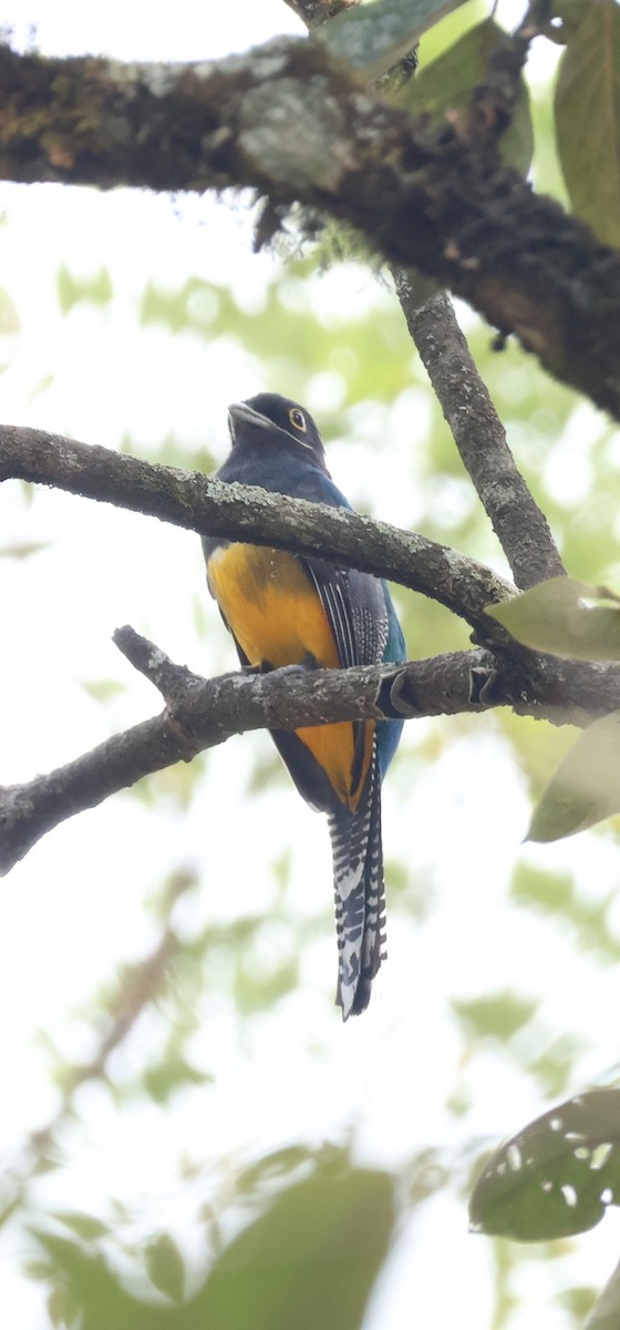 Gartered Violaceous Trogon - ML646989343