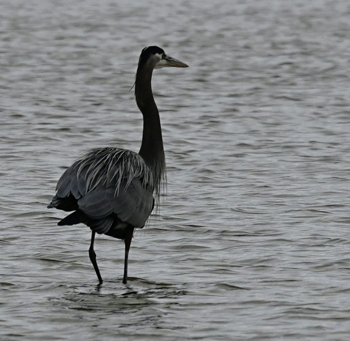 Great Blue Heron - ML646989344