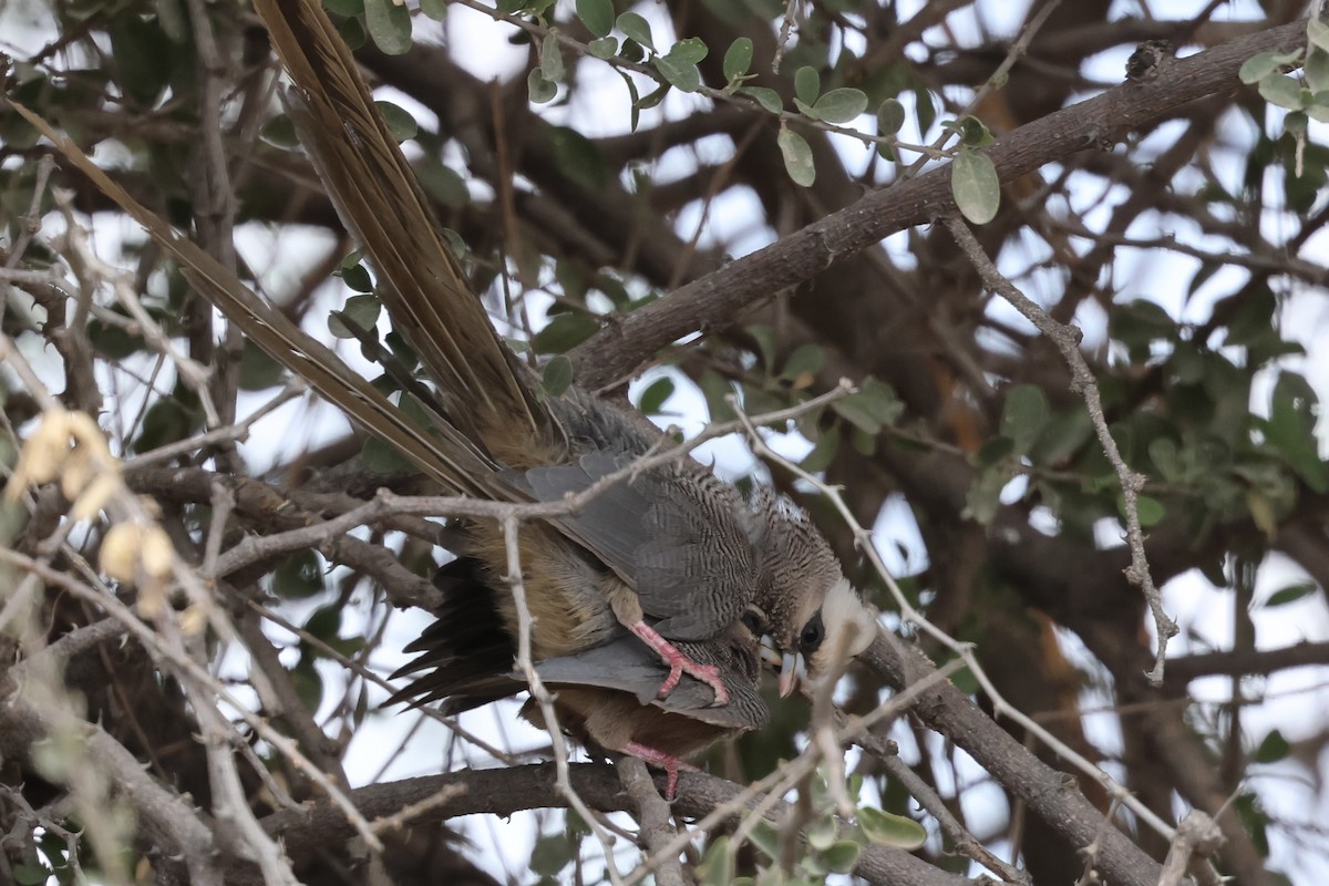 White-headed Mousebird - ML646989346