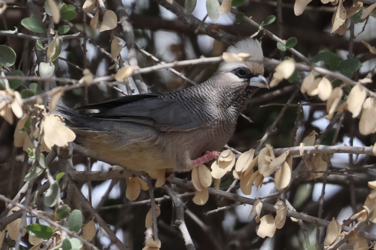 White-headed Mousebird - ML646989347