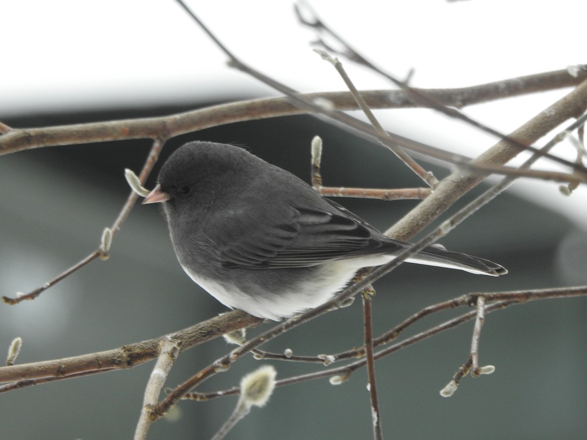 Kara Gözlü Junko - ML646989352