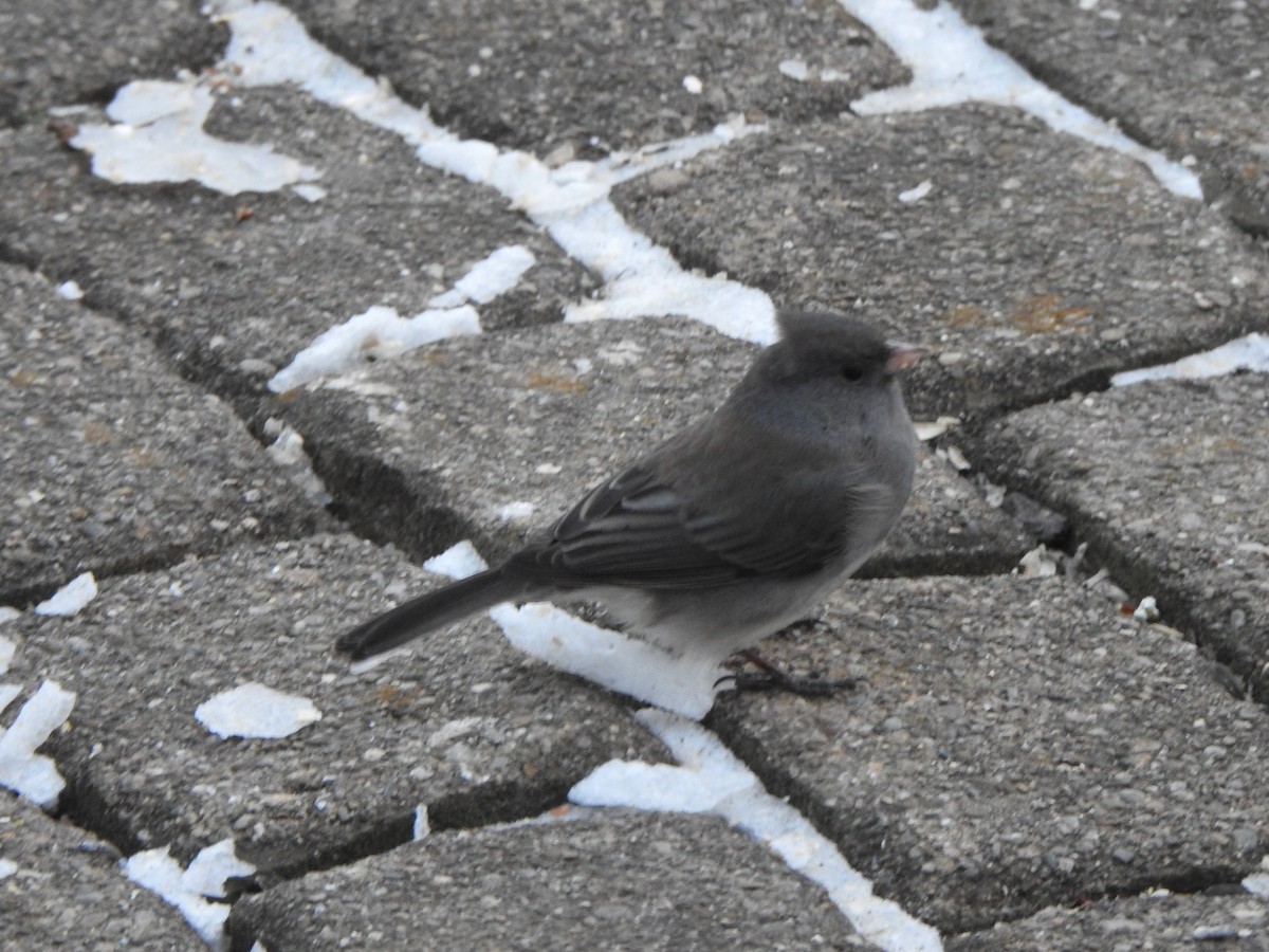 Kara Gözlü Junko - ML646989353