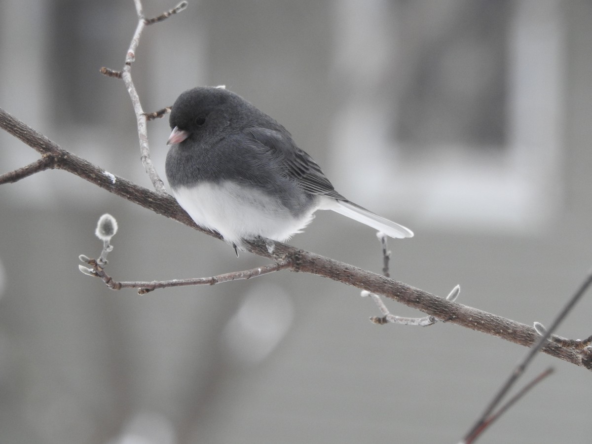 Kara Gözlü Junko - ML646989354