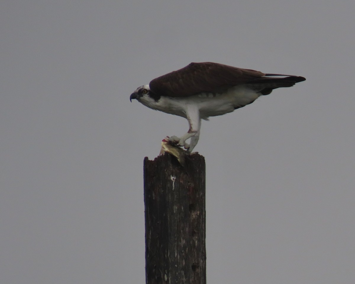 Скопа західна - ML646989355