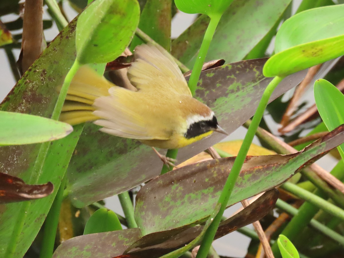 Жовтогорлик північний - ML646989362