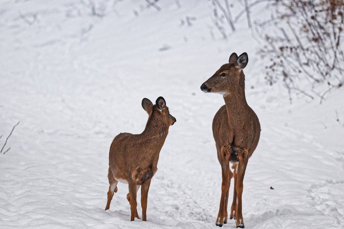 Животные - ML646989364