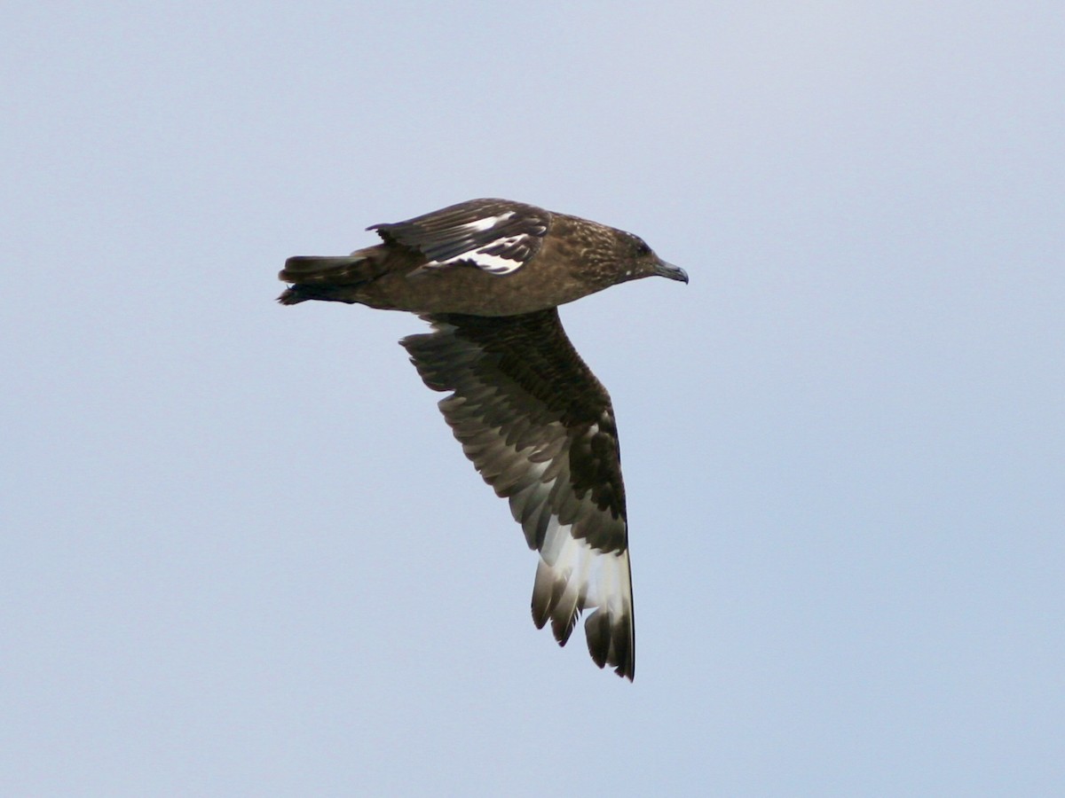 storjo - ML646989365