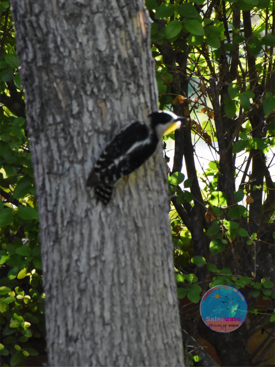 White-fronted Woodpecker - ML646989366