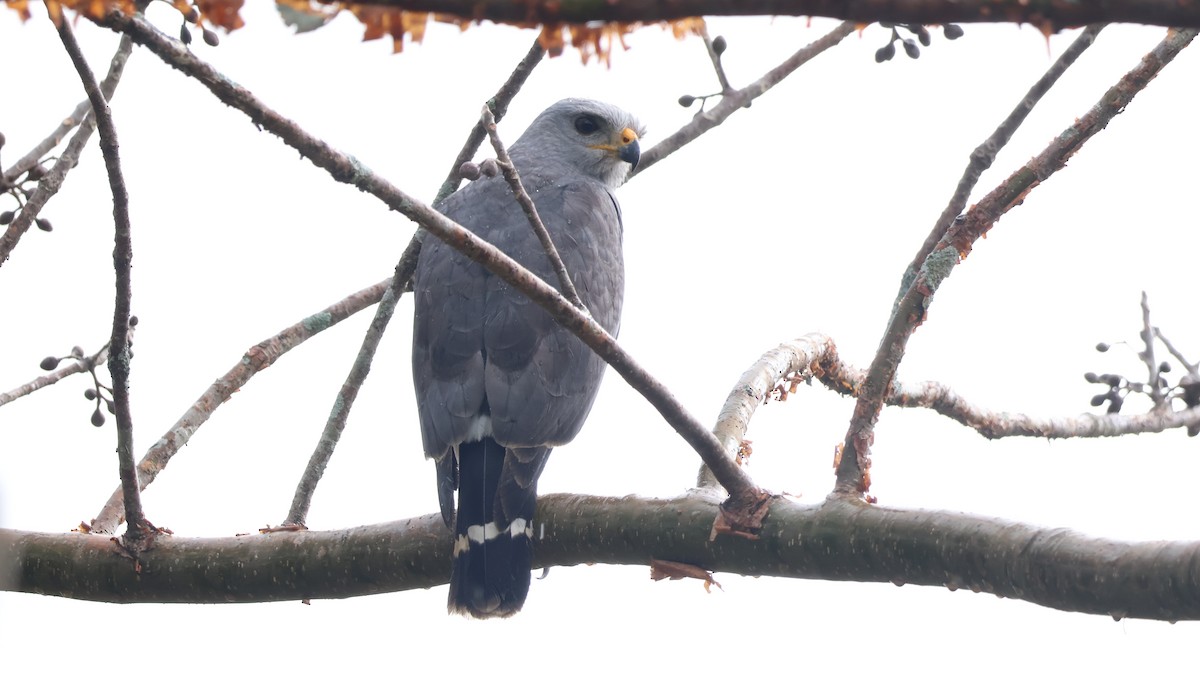Gray Hawk - ML646989368