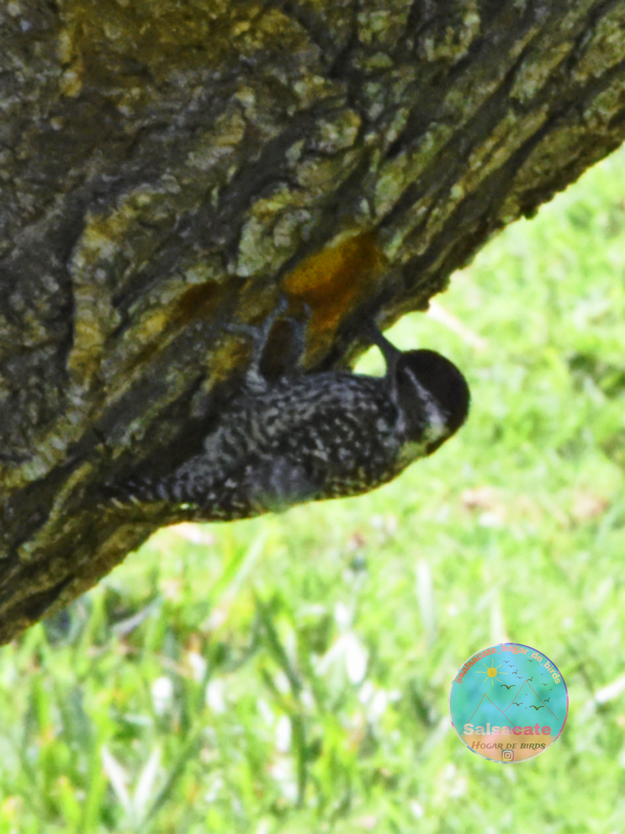 alvespett - ML646989374