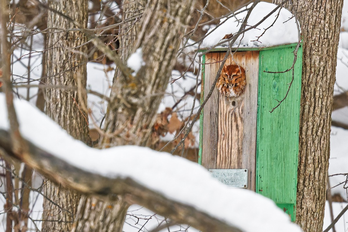 Восточноамериканская совка - ML646989375