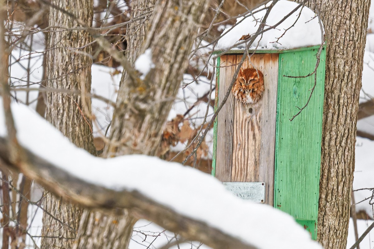 Восточноамериканская совка - ML646989376