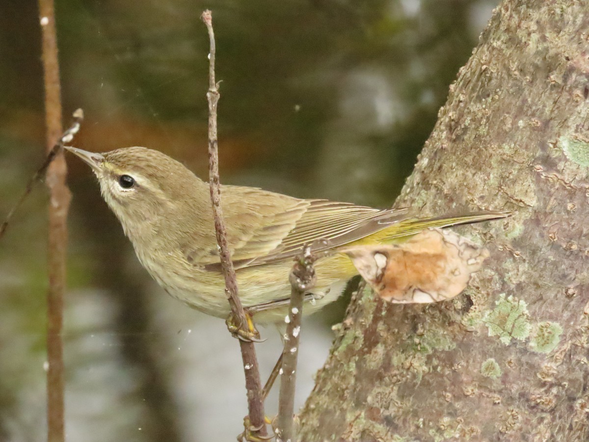 Пісняр-лісовик рудоголовий - ML646989379
